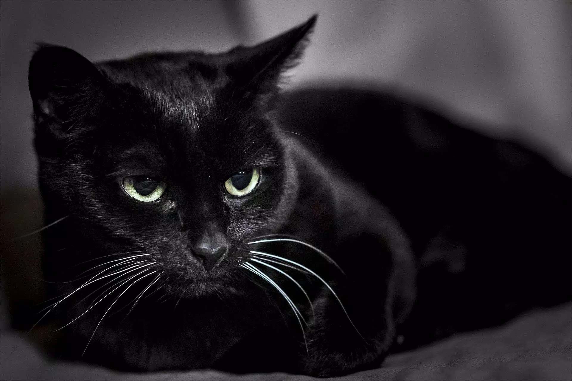 Tải ngay APK Black Cat Wallpaper Full HD để cùng thưởng thức những hình nền mèo đen đáng yêu và phong cách. Với chất lượng đỉnh cao, hình ảnh sống động, sẽ không làm bạn thất vọng.