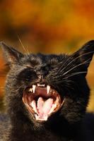 Black Cat Wallpaper Full HD (backgrounds & themes) الملصق