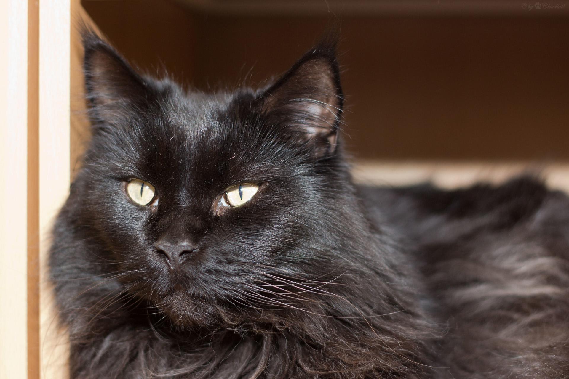 Черная кошка 11. Сибирский Мейн кун. Мейн кун черный. Кот Мейн кун черный. Черная кошка Мейн кун.