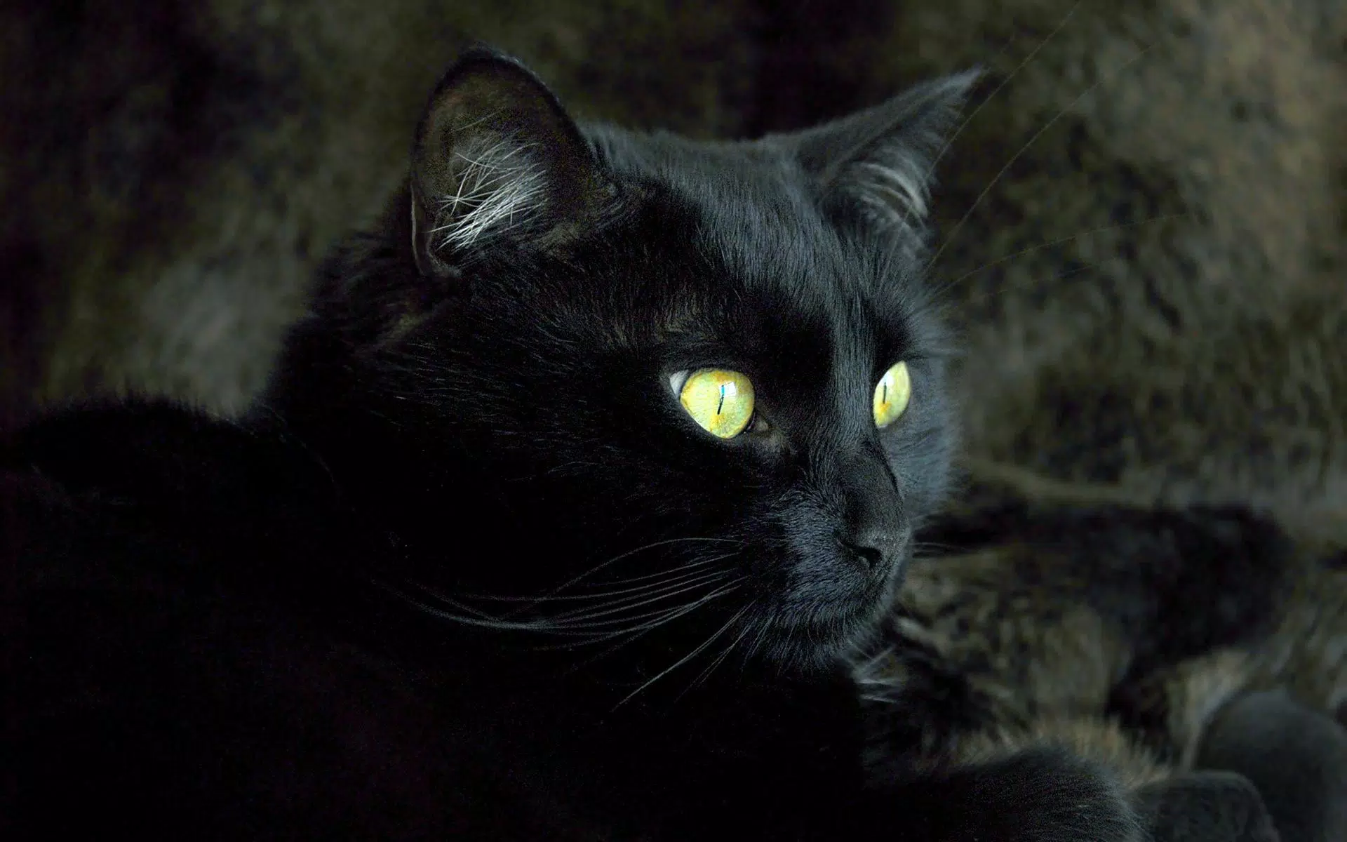 Black cat wallpaper: Bạn yêu thích những chú mèo tuyệt đẹp và đang tìm kiếm một tấm hình nền điện thoại mới? Hãy đến và khám phá bộ sưu tập hình nền với những chú mèo đen bí ẩn và đầy quyến rũ. Với độ phân giải cao và hiệu ứng tuyệt vời, bạn sẽ có một trải nghiệm xem phong cảnh đầy cảm xúc!