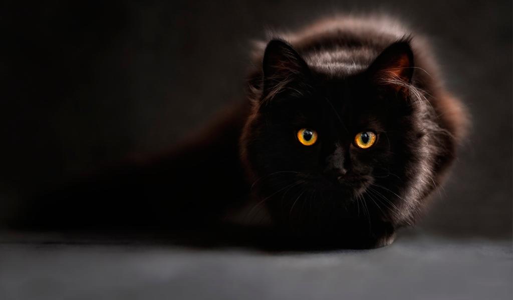 40 Gambar Black Cat Full Hd Wallpaper terbaru 2020 40 Gambar Black Cat Full Hd Wallpaper terbaru 2020