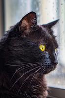 Black Cat Wallpaper Full HD (backgrounds & themes) تصوير الشاشة 1