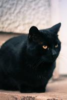 Black Cat Wallpaper Full HD (backgrounds & themes) تصوير الشاشة 2