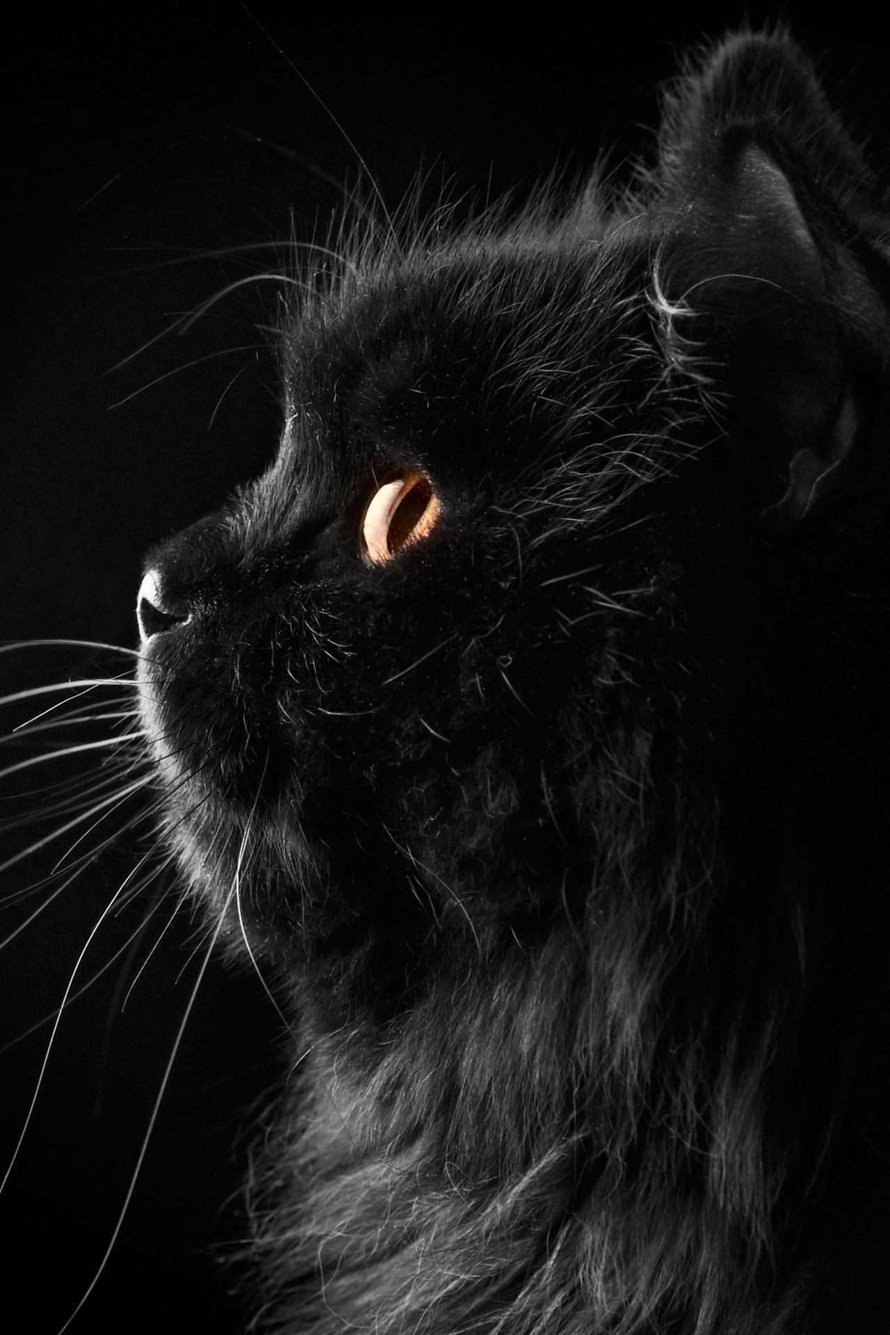 Black Cat Wallpaper Full Hd Backgrounds Themes For Android Apk Download
