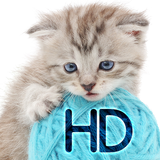 Cats wallpapers for phone icon