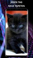 Katzen Wallpaper 4k Plakat