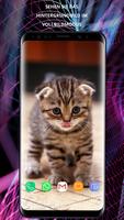 Katzen Wallpaper 4k Screenshot 1