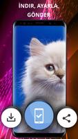 Cats duvar kağıtları 4k Ekran Görüntüsü 2