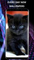 Cats wallpapers for phone poster