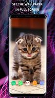 Cats wallpapers for phone screenshot 1