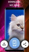 Cats wallpapers for phone screenshot 2