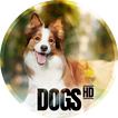 Fonds d'écran de chiens 4K