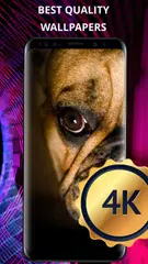 Dogs wallpapers for phone APK download