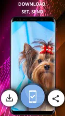 Dogs wallpapers for phone APK download