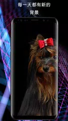 狗電話壁紙 APK 下載