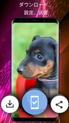 電話用の犬の壁紙 アプリダウンロード