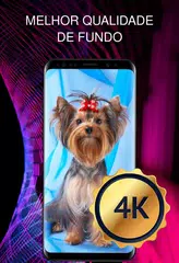 Baixar Papéis com um cachorro APK