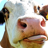 ফোনের জন্য মজার ওয়ালপেপার