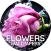 Flowers wallpaper for phone APK
