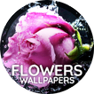 Flowers wallpaper for phone