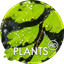 फोन के लिए पौधे वॉलपेपर APK