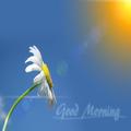 Good morning Quotes
