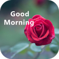 good morning rose