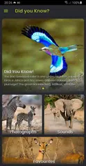 Did you know: African Wildlife アプリダウンロード