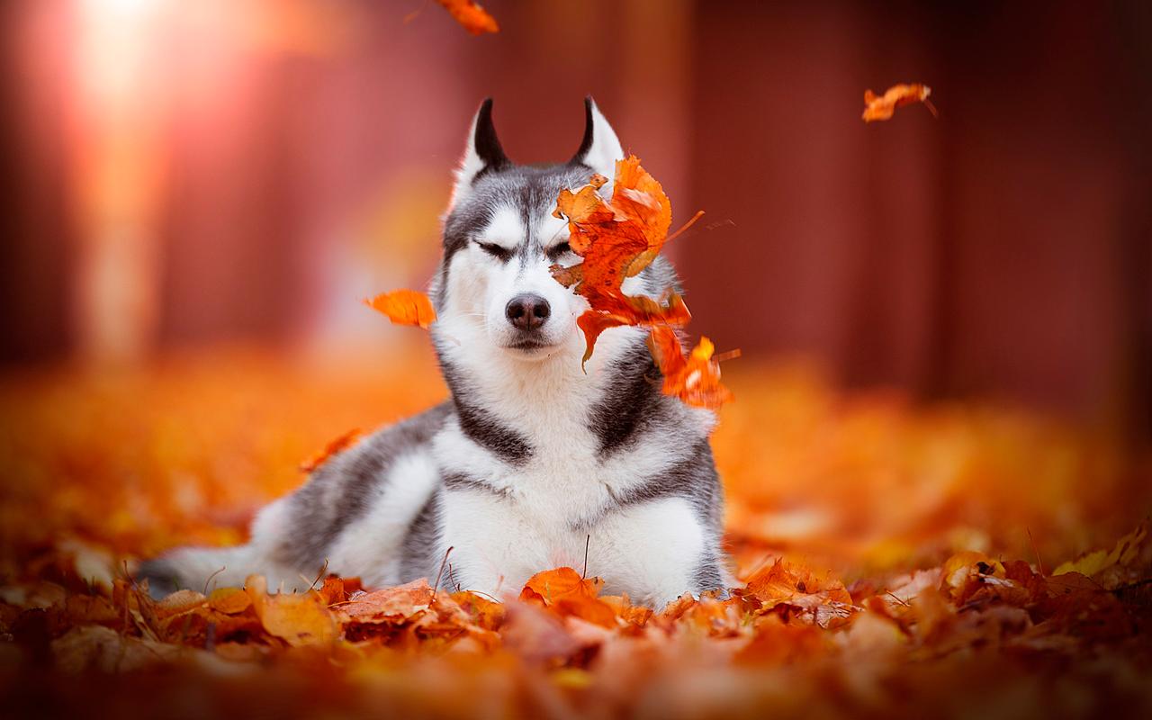 Herbst Hunde Wallpaper Hd 19 Fur Android Apk Herunterladen