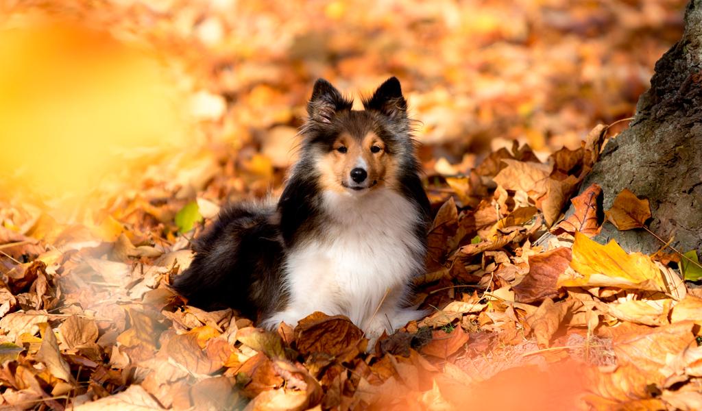 Herbst Hunde Wallpaper Hd 19 Fur Android Apk Herunterladen