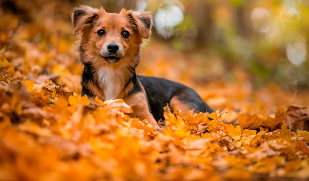 Herbst Hunde Wallpaper Hd 19 Fur Android Apk Herunterladen