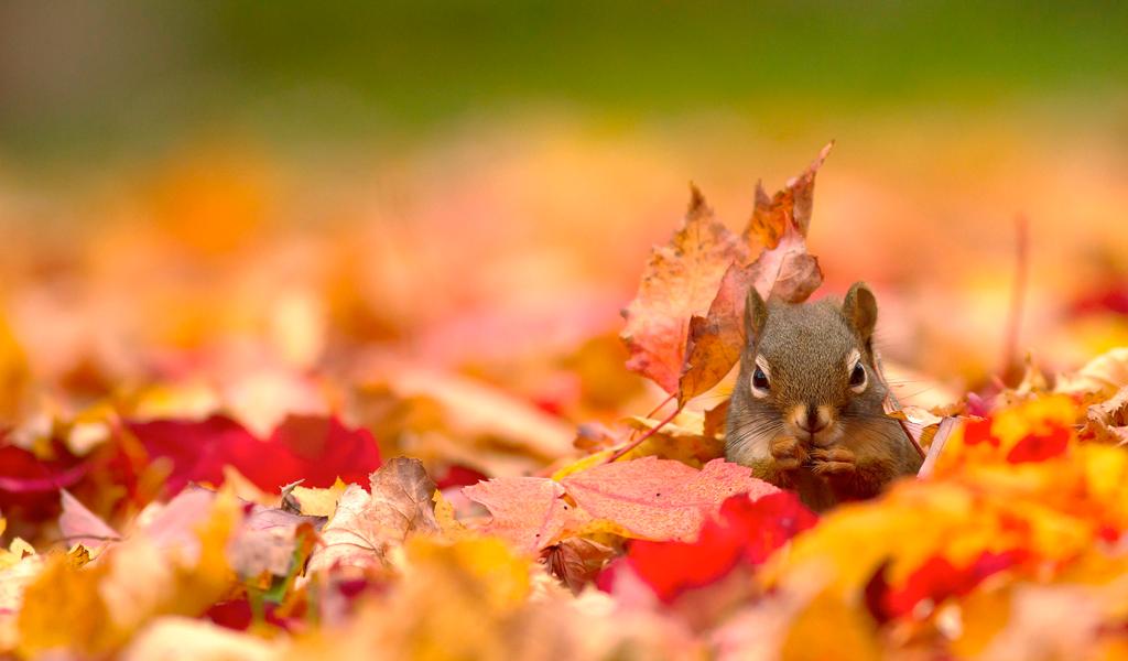Autumn Leaves Wallpapers Full Hd For Android Apk Download