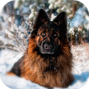 German Shepherd Wallpapers  (backgrounds & themes) APK