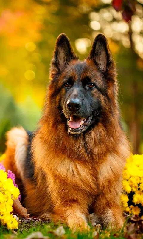 Tải xuống APK German Shepherd Wallpapers cho Android Tải xuống APK German Shepherd Wallpapers cho Android