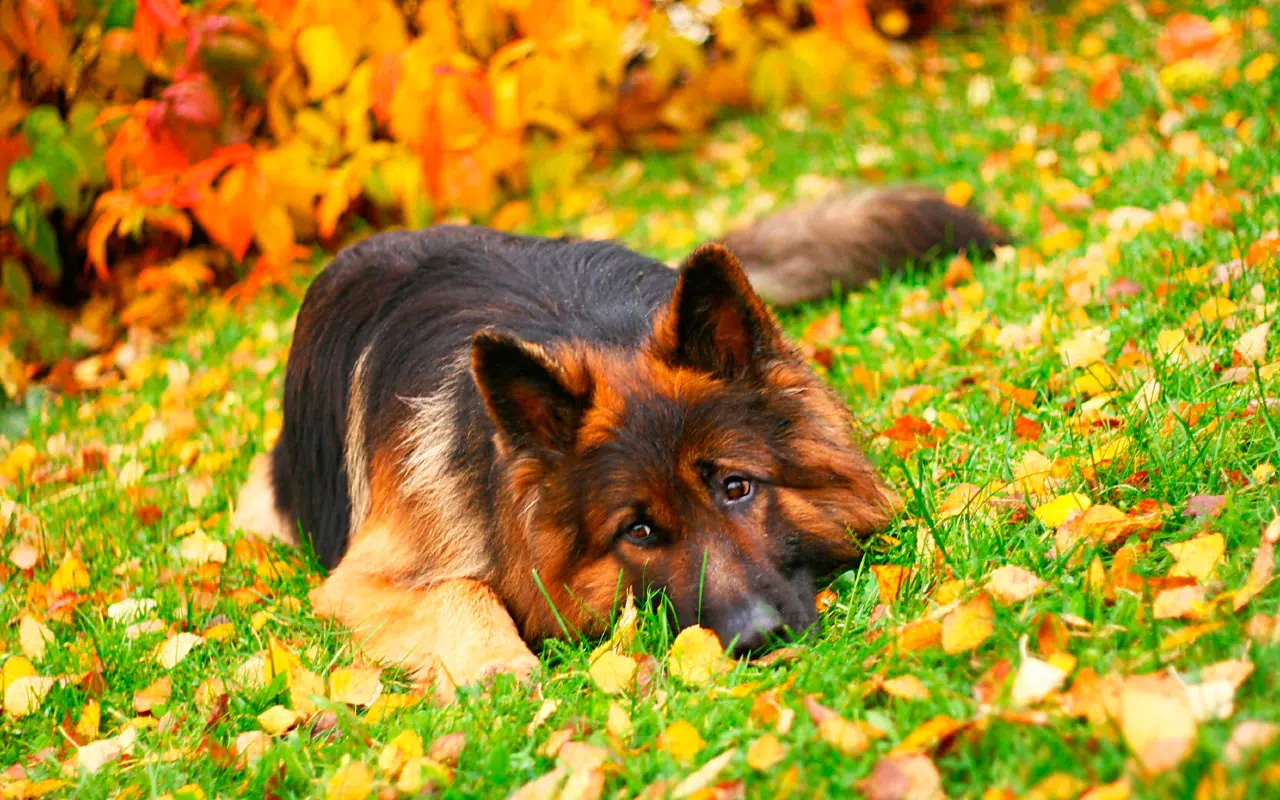 German Shepherd Wallpapers APK for Android Download German Shepherd Wallpapers APK for Android Download