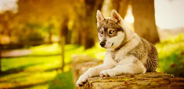 Husky dog Wallpapers FullHD (backgrounds & themes)