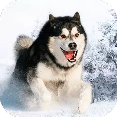 Husky dog Wallpapers FullHD (backgrounds & themes) APK download