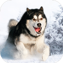 Husky dog Wallpapers FullHD (backgrounds & themes) APK