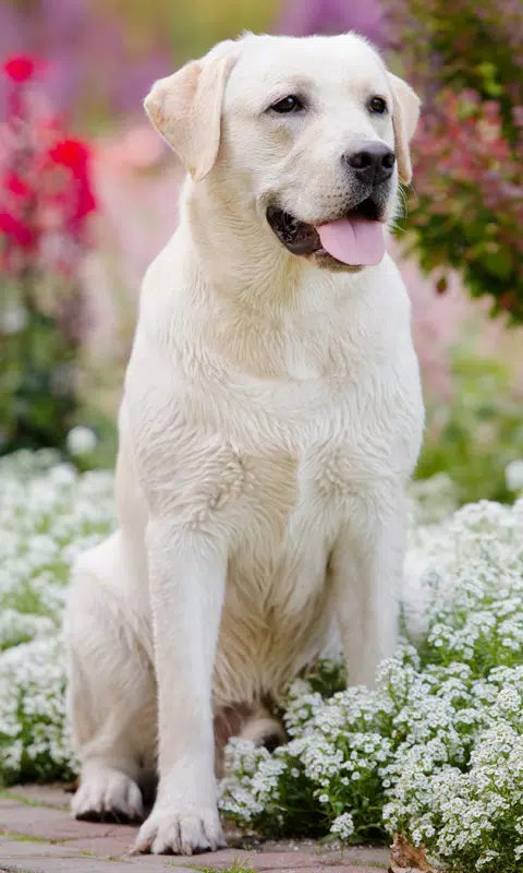 Labrador Retriever Wallpapers Full HD APK for Android Download Labrador Retriever Wallpapers Full HD APK for Android Download