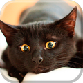 Black Cat Live Wallpaper (backgrounds & themes)