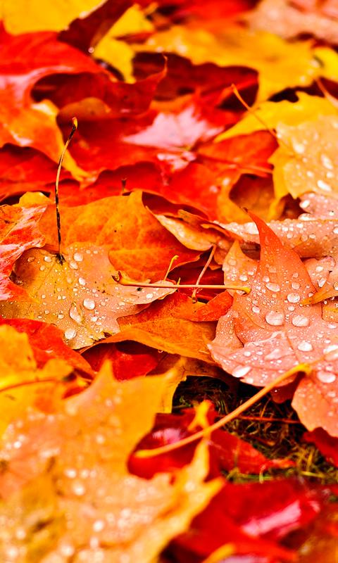 Falling Leaves 3d Live Wallpaper Live Backgrounds For Android Apk Download