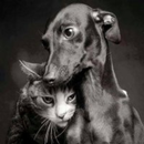 APK wallpaper (dogs and cats)