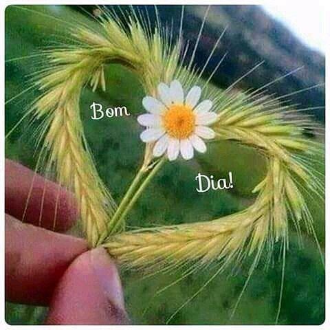 Bom dia,,Boa Noite Imagens Gif APK per Android Download Bom dia,,Boa Noite Imagens Gif APK per Android Download