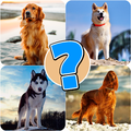 Dog quiz game