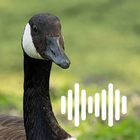 Goose Hunting Calls icon
