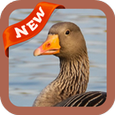 Goose Wallpaper APK