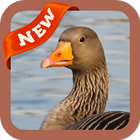 Goose Wallpaper icon
