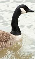 Goose Wallpaper poster