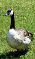 Goose Wallpaper screenshot 1