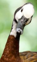 Goose Wallpaper screenshot 2